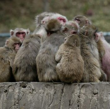 動物園系列（一）～上野動物園