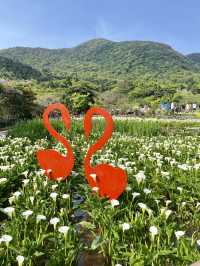 台北賞花海勝地「陽明山 竹子湖」🌸