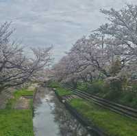 ไปดูซากุระ motoarakawa , saitama