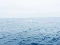 宜蘭出海觀賞鯨魚海豚