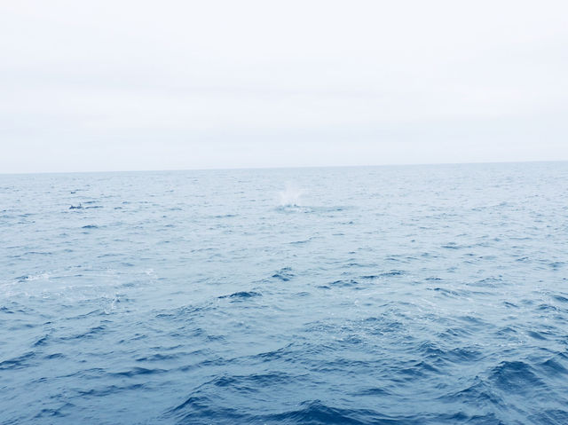 宜蘭出海觀賞鯨魚海豚