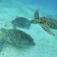 보홀여행의 필수 발리카삭 호핑투어 스노클링 🌴🐟🐠