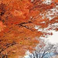 Relaxing retreat at Jinhae NFRDI Environment Eco-Park