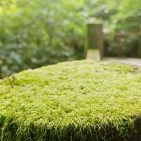 Day trip to the enchanted forest at Doi Inthanon summit