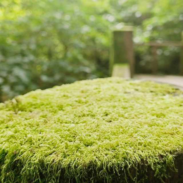 Day trip to the enchanted forest at Doi Inthanon summit