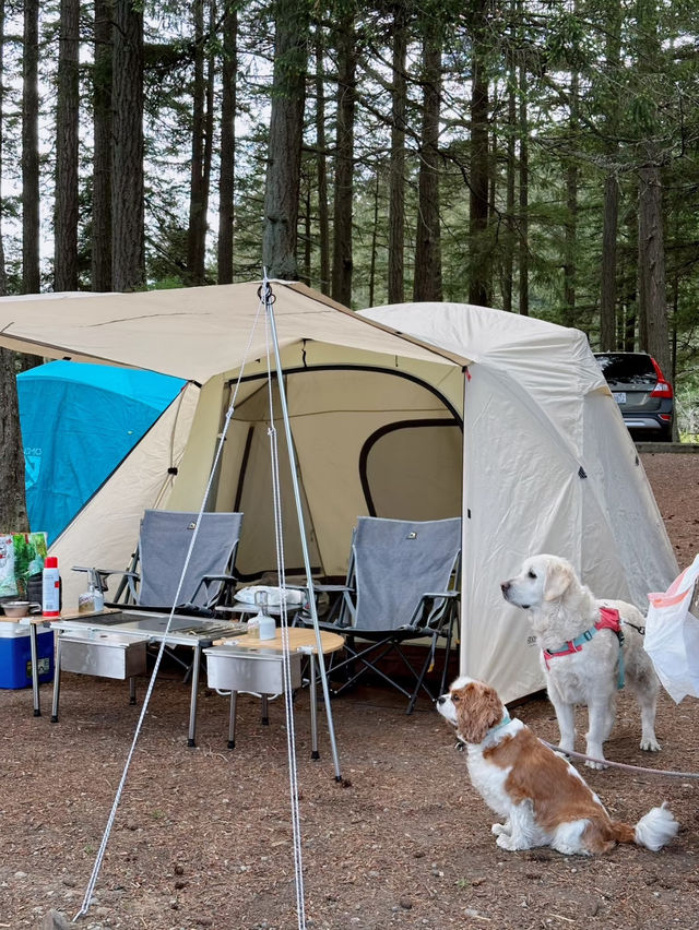 A wonderful camping in park ❤️