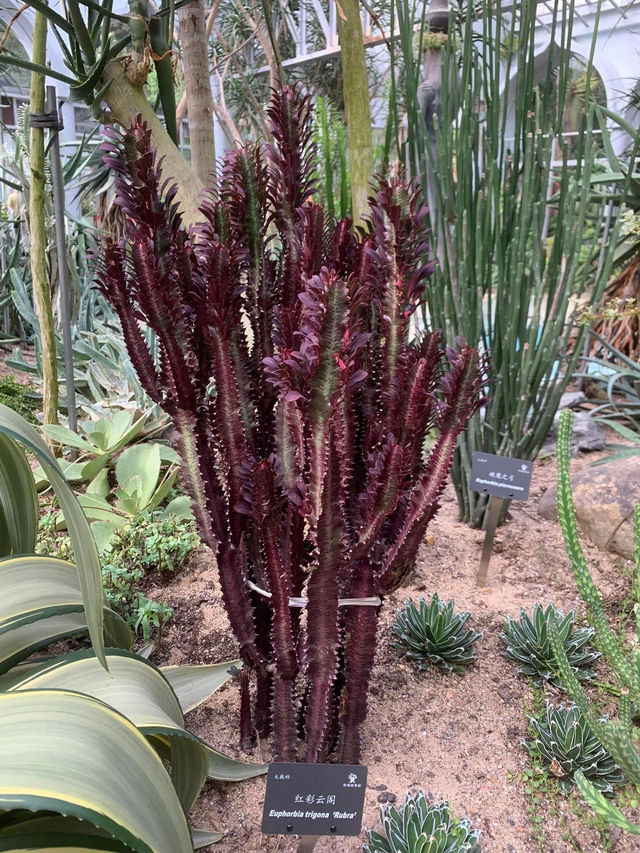 深圳一日遊行程推介💝仙湖植物園❗️網紅必去打卡點