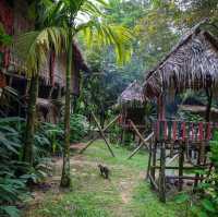 Sepilok Orangutan Rehabilitation Centre, Sabah