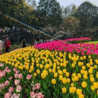 Taiziwan Park - The best place for Tulips in Hangzhou
