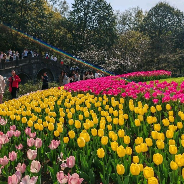 Taiziwan Park - The best place for Tulips in Hangzhou