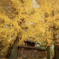 二日市八幡宮，如畫般的金黃秋日風景
