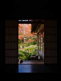 【紅葉特集】窓越しに見る紅葉🍁「そうだ 京都、行こう。」の舞台にもなった禅を感じるスポット✨