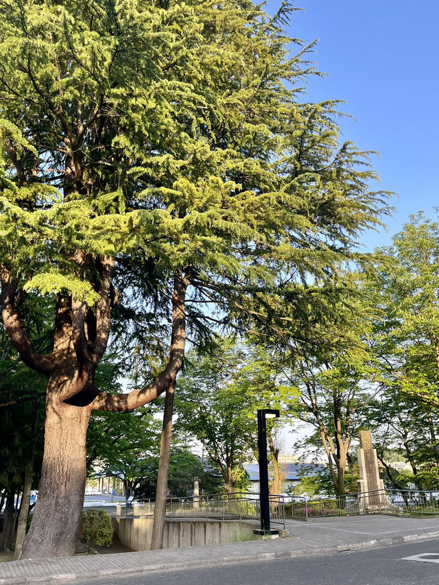 센다이 시내를 한눈에 [센다이성]🏘️