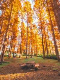 景點推薦：水元公園——東京秘境紅葉地