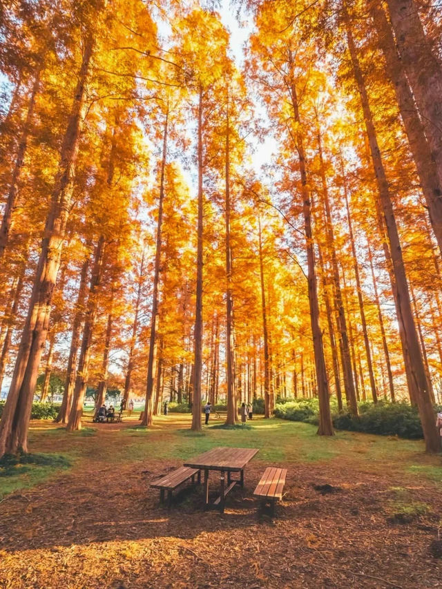 景點推薦：水元公園——東京秘境紅葉地