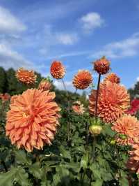 広島観光☺️🌼世羅高原農場🌸☺️四季折々の花々を楽しもう💐