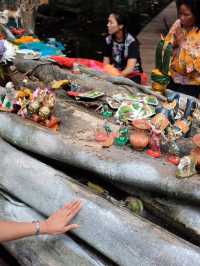 คำชะโนด: ดินแดนศักดิ์สิทธิ์แห่งพญานาค