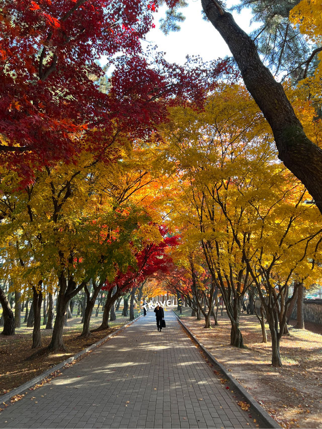 경북 경주 늦가을 여행 대릉원