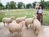 ฟาร์มแกะทหารช่าง 🐑 