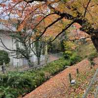 漢江市民公園：秋日奇緣 🍁🌳