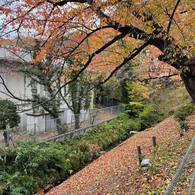漢江市民公園：秋日奇緣 🍁🌳