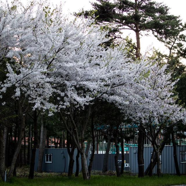 韓國襄陽櫻花：春日浪漫的粉色海洋