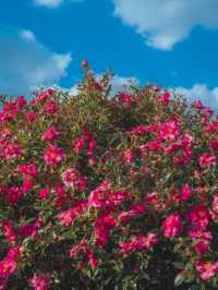 동화같은 빨간 동백꽃 풍경을 볼 수 있는 이곳“동백포레스트”