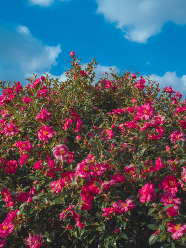 동화같은 빨간 동백꽃 풍경을 볼 수 있는 이곳“동백포레스트” 동화같은 빨간 동백꽃 풍경을 볼 수 있는 이곳“동백포레스트”