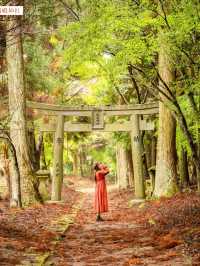 【日本】旅したくなる鳥居スポット5選