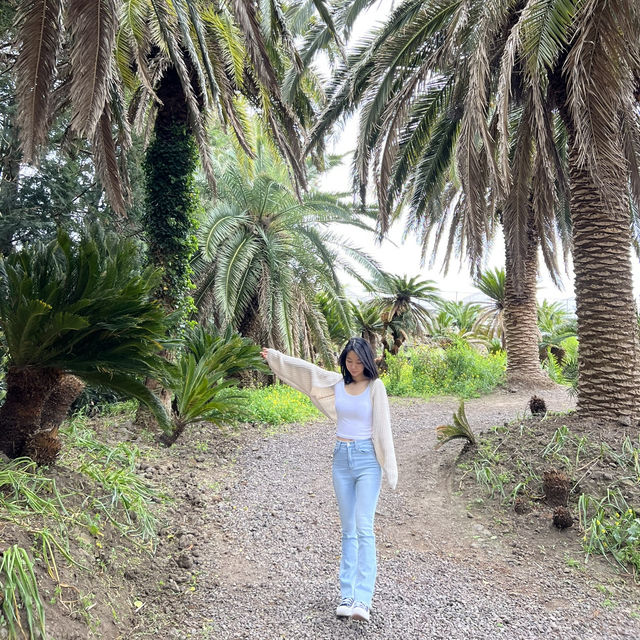 제주도 상가리야자숲 동남아 같은 이국적인 곳 🌴