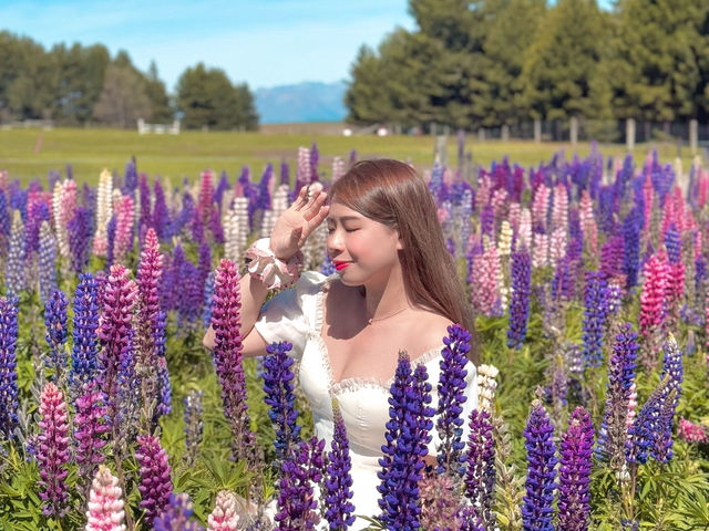 紐西蘭絕美的魯冰花海