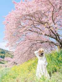 【静岡】2月半ばが見頃！ひと足先に春を感じにいこう🌸