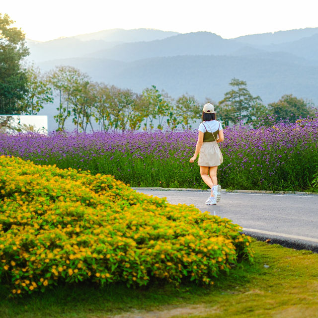 สวนดอกไม้วิวเขา “สวน อบจ เชียงใหม่” 