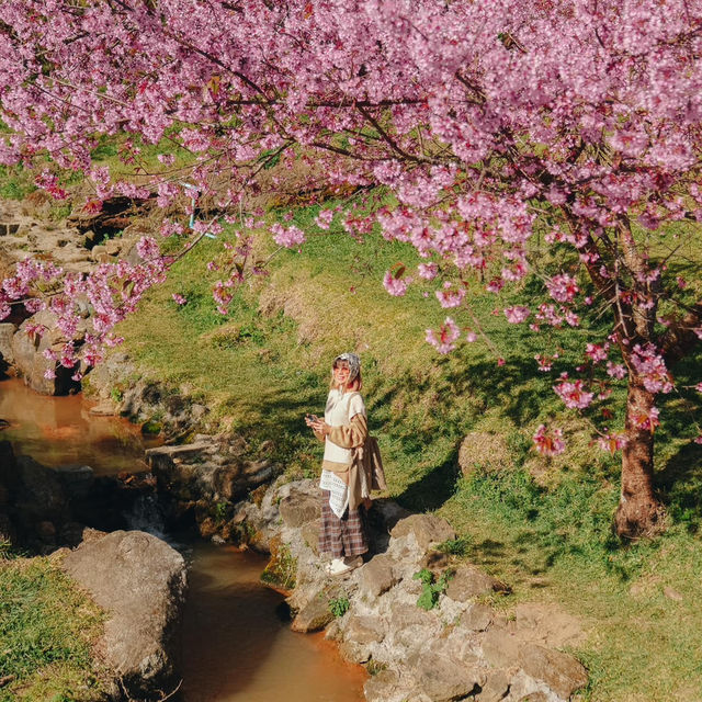สะพานซากุระบ้านขุนวาง…เชียงใหม่🌸