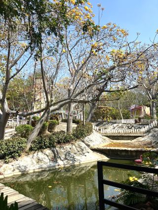 Stop by Hug You Sheep Farm, Lampang, and enjoy nature.