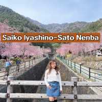 SAIKO Iyashi no sato NENBA 