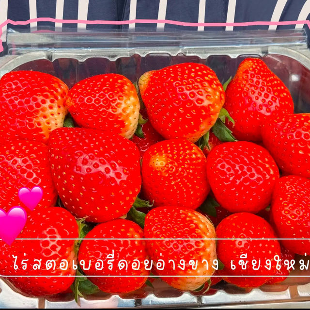 ไร่สตอเบอรี่ ดอยอ่างขาง