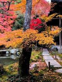 京都｜別樹一格的蓮華寺 靜坐欣賞庭園四季