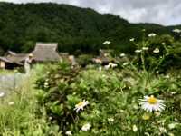 京都｜遺世獨立的美山町 京都小合掌村かやぶきの里