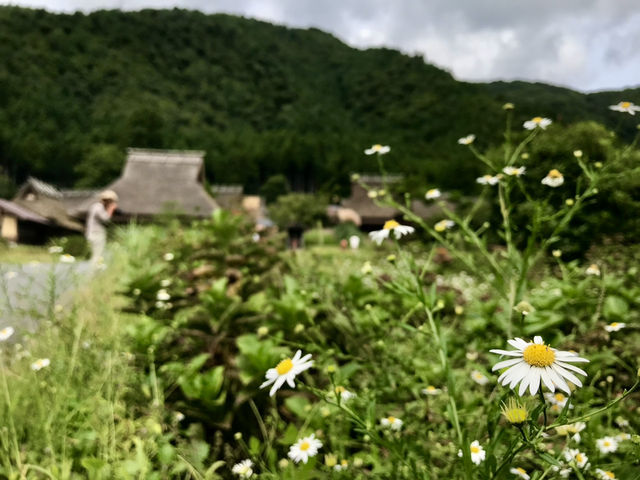京都｜遺世獨立的美山町 京都小合掌村かやぶきの里
