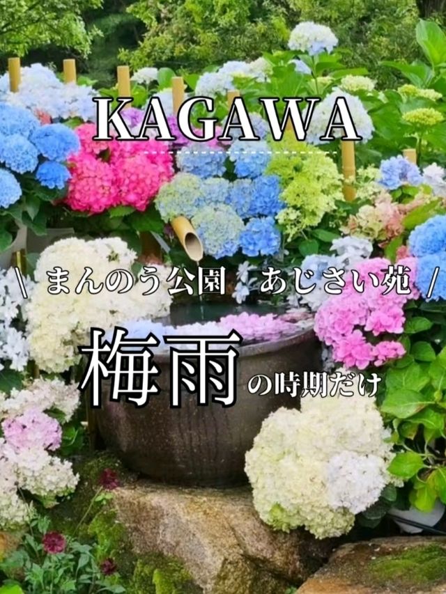 あじさいの時期に１度は行きたいスポット