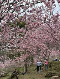 悠然秘境 櫻花林