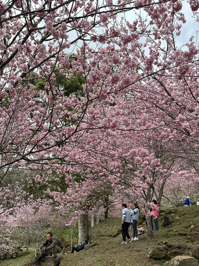 悠然秘境 櫻花林