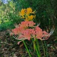 台北植物園 | 藏於綠意中的夢幻