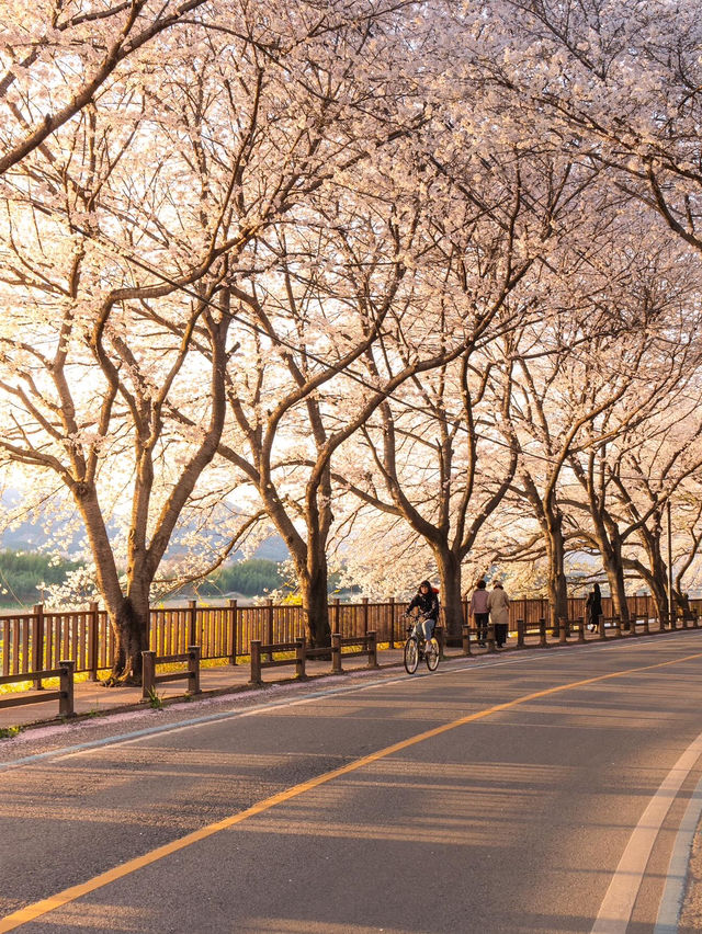 구례 섬진강 노을빛 벚꽃길🌸✨