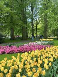 Keukenhof – A Dreamlike Stroll Through a Sea of Tulips