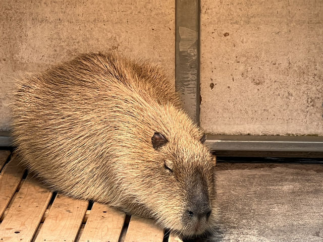 ラッコに会いに鳥羽水族館へ🦦