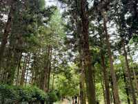 피톤치드가 가득한 산책길🌳