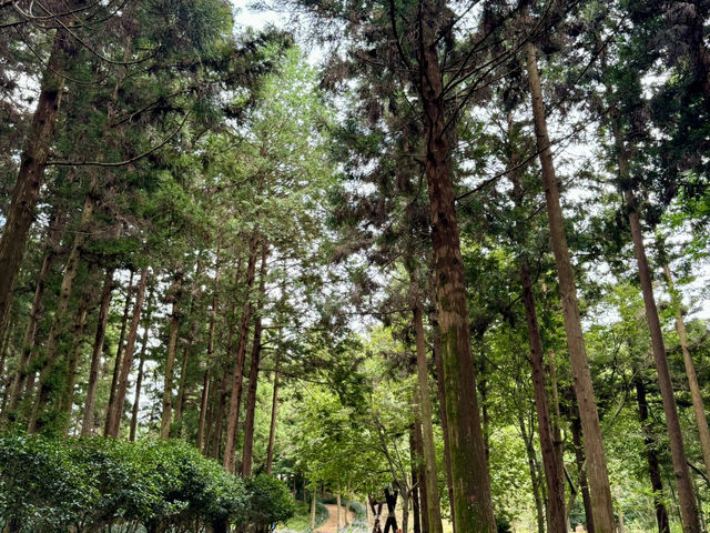 피톤치드가 가득한 산책길🌳