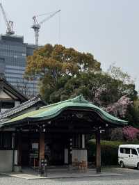 🌸大阪豐國神社的櫻花盛放：歷史與美景的完美交融🌸